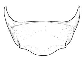   Anthidium maculosum  male, diagram showing ventral view of sixth sternum (S6), diagram from Gonzalez and Griswold 2013 
